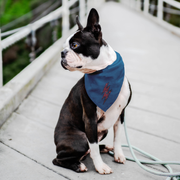 Rock and Roll Dog Bandana Blue