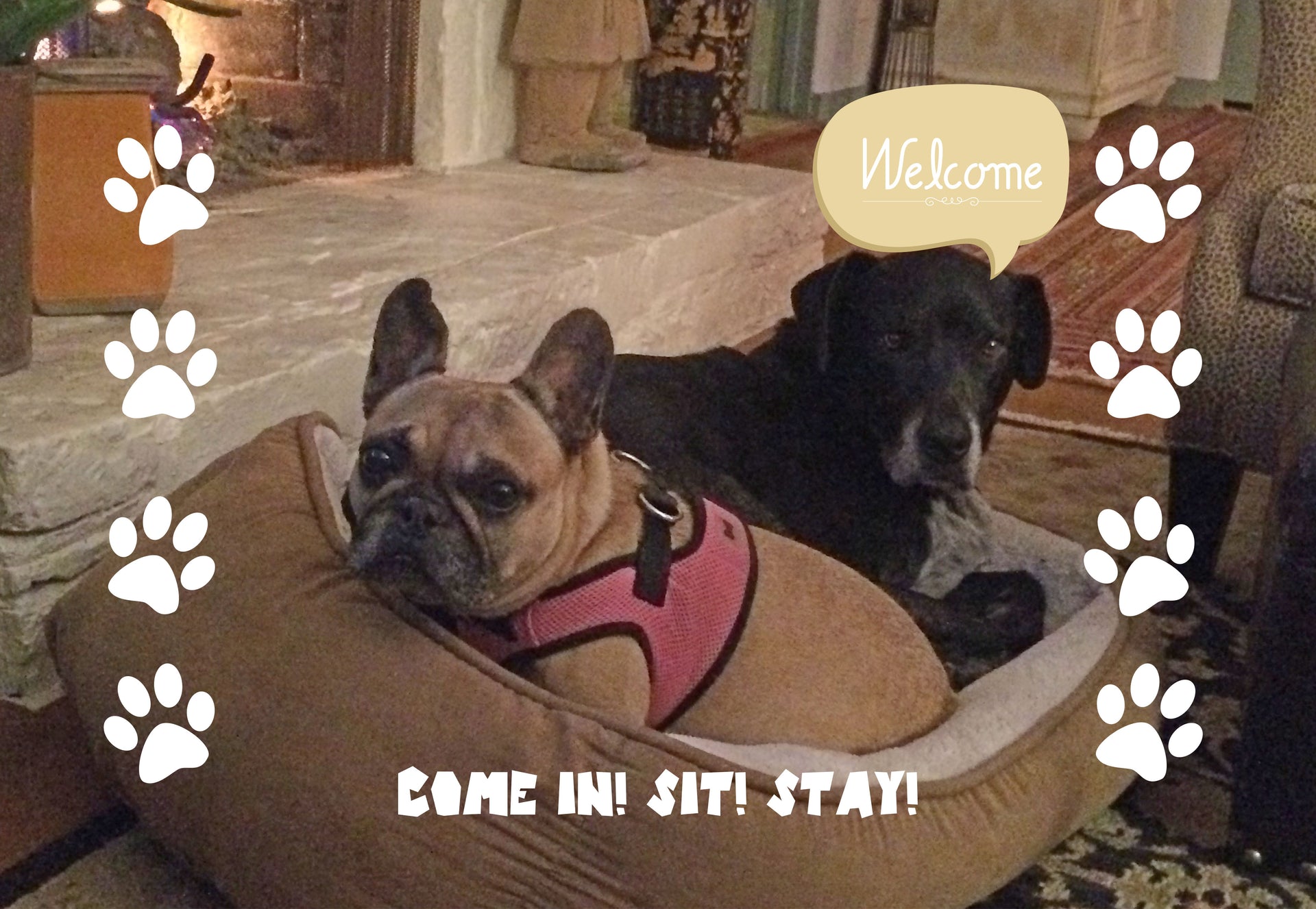 pet photo welcome mat